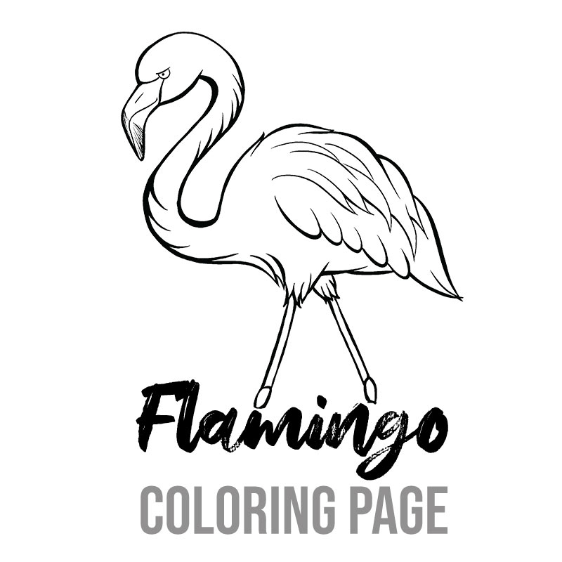 Flamingo | Island Time Coloring Page | ZieBee Media